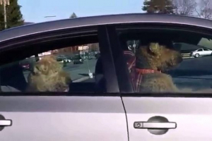 Dva psa oteli su automobil Dva psa oteli su automobil